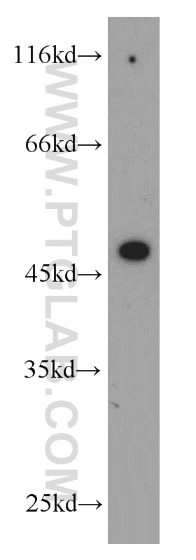 WB analysis of HEK-293 using 20715-1-AP