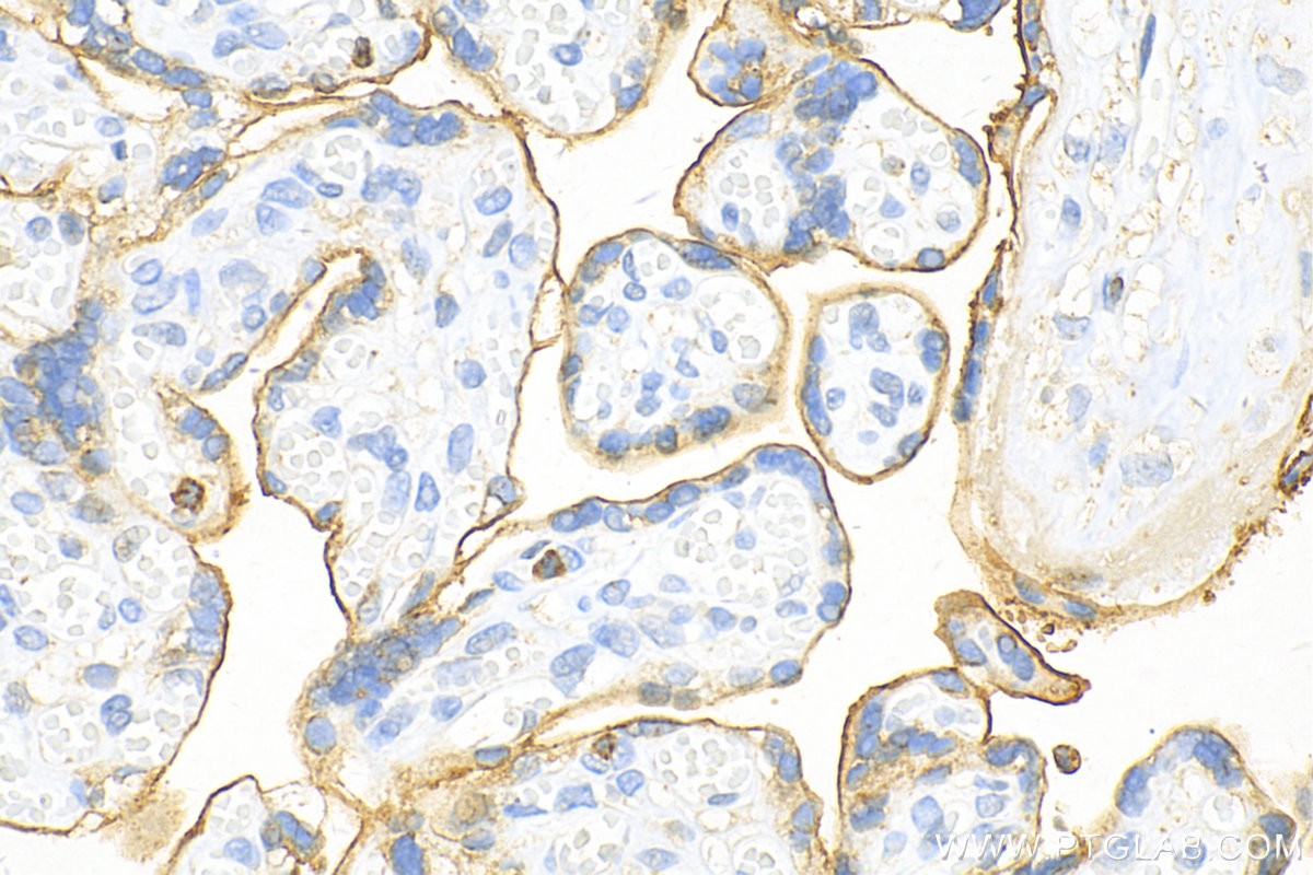 IHC staining of human placenta using 24849-1-AP