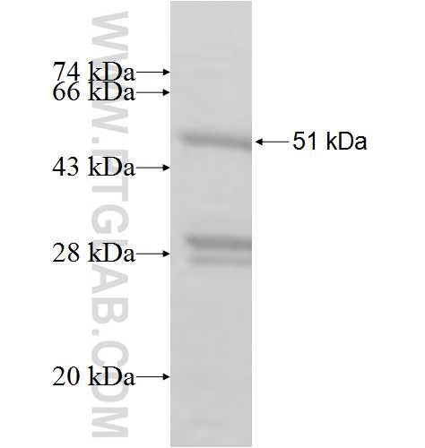 GINS3 fusion protein Ag8247 SDS-PAGE