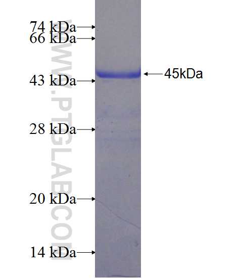 GIT1 fusion protein Ag24648 SDS-PAGE