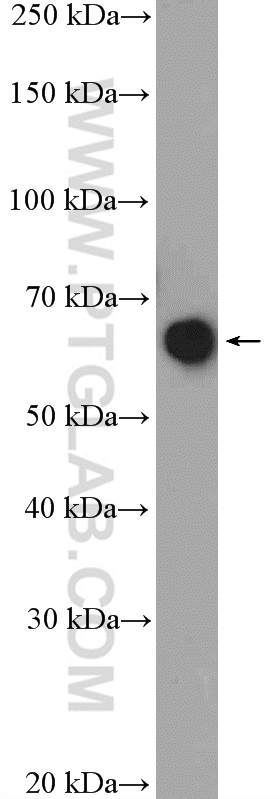 WB analysis of HepG2 using 13360-1-AP