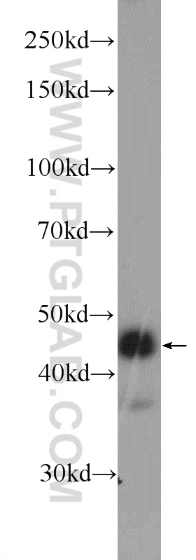 WB analysis of HEK-293 using 11395-1-AP