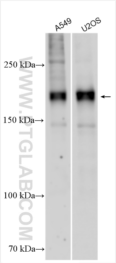 WB analysis using 28245-1-AP