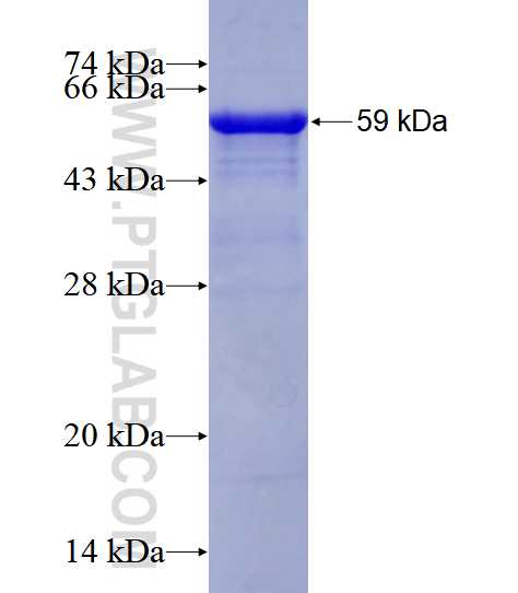 GLI2 fusion protein Ag28422 SDS-PAGE