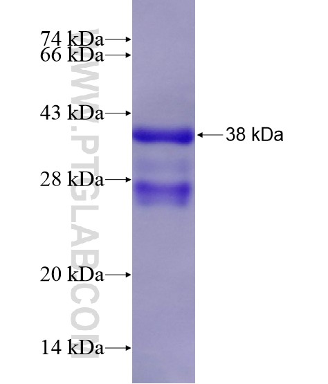 GLI3 fusion protein Ag28472 SDS-PAGE