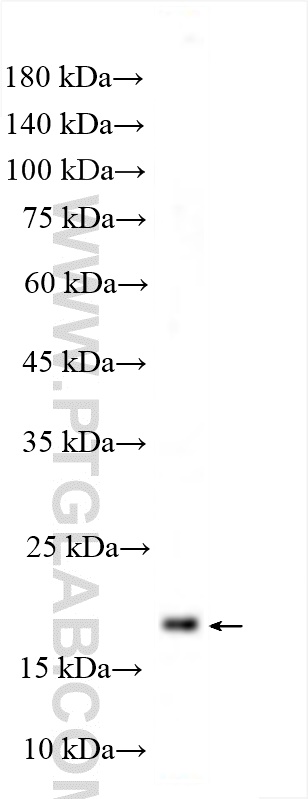 WB analysis of human milk using 16508-1-AP