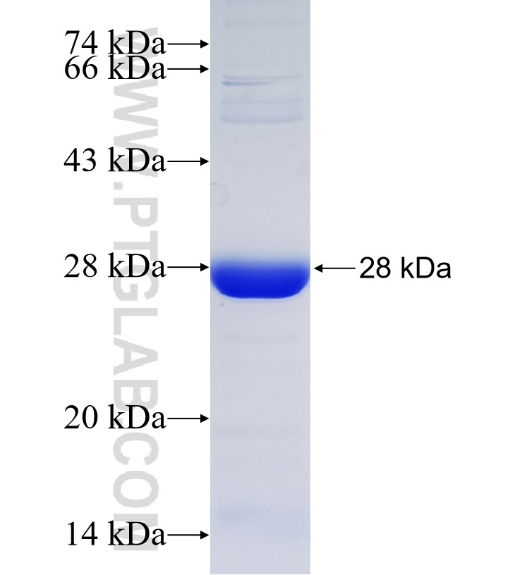 GLIS2 fusion protein Ag33852 SDS-PAGE