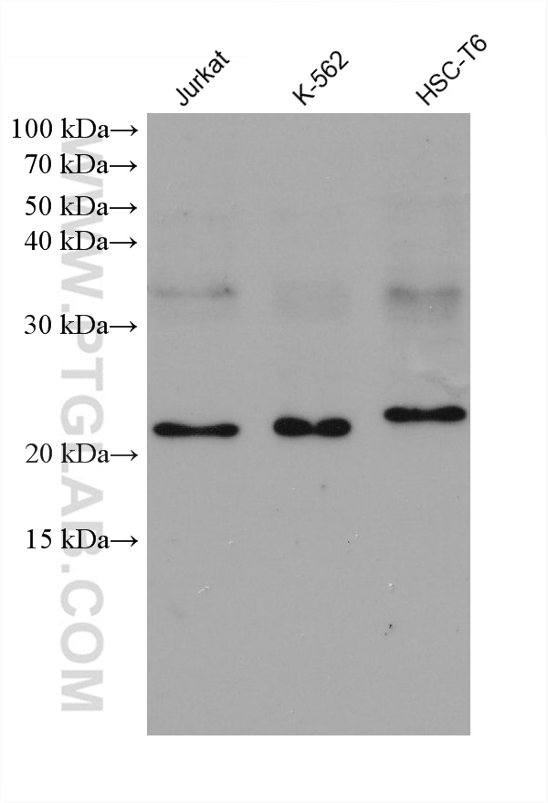 WB analysis using 68242-1-Ig