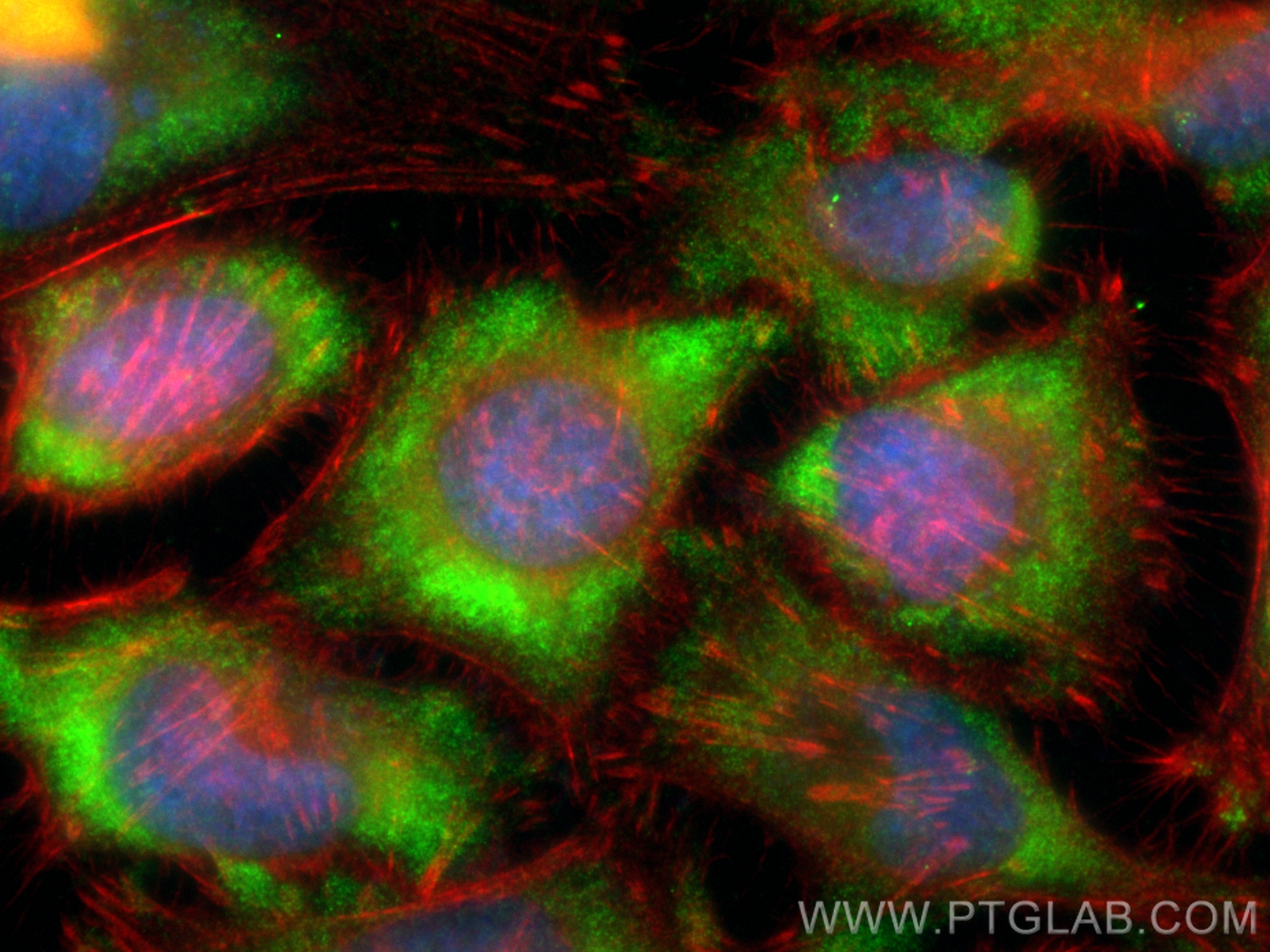 IF Staining of HeLa using CL488-68242