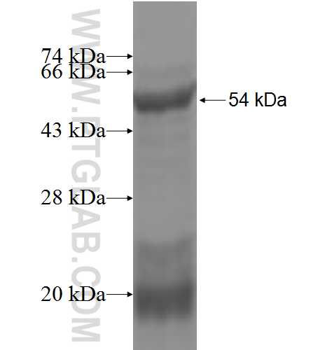 GLRA2 fusion protein Ag4743 SDS-PAGE