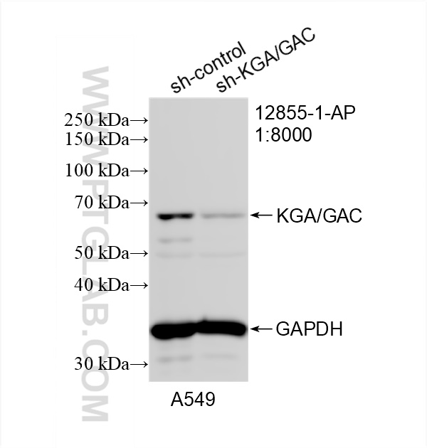 WB analysis of A549 using 12855-1-AP