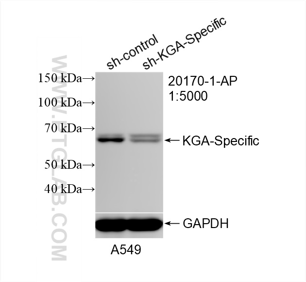 WB analysis of A549 using 20170-1-AP