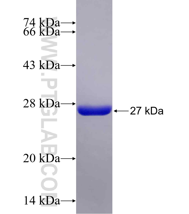 GLTP fusion protein Ag28692 SDS-PAGE