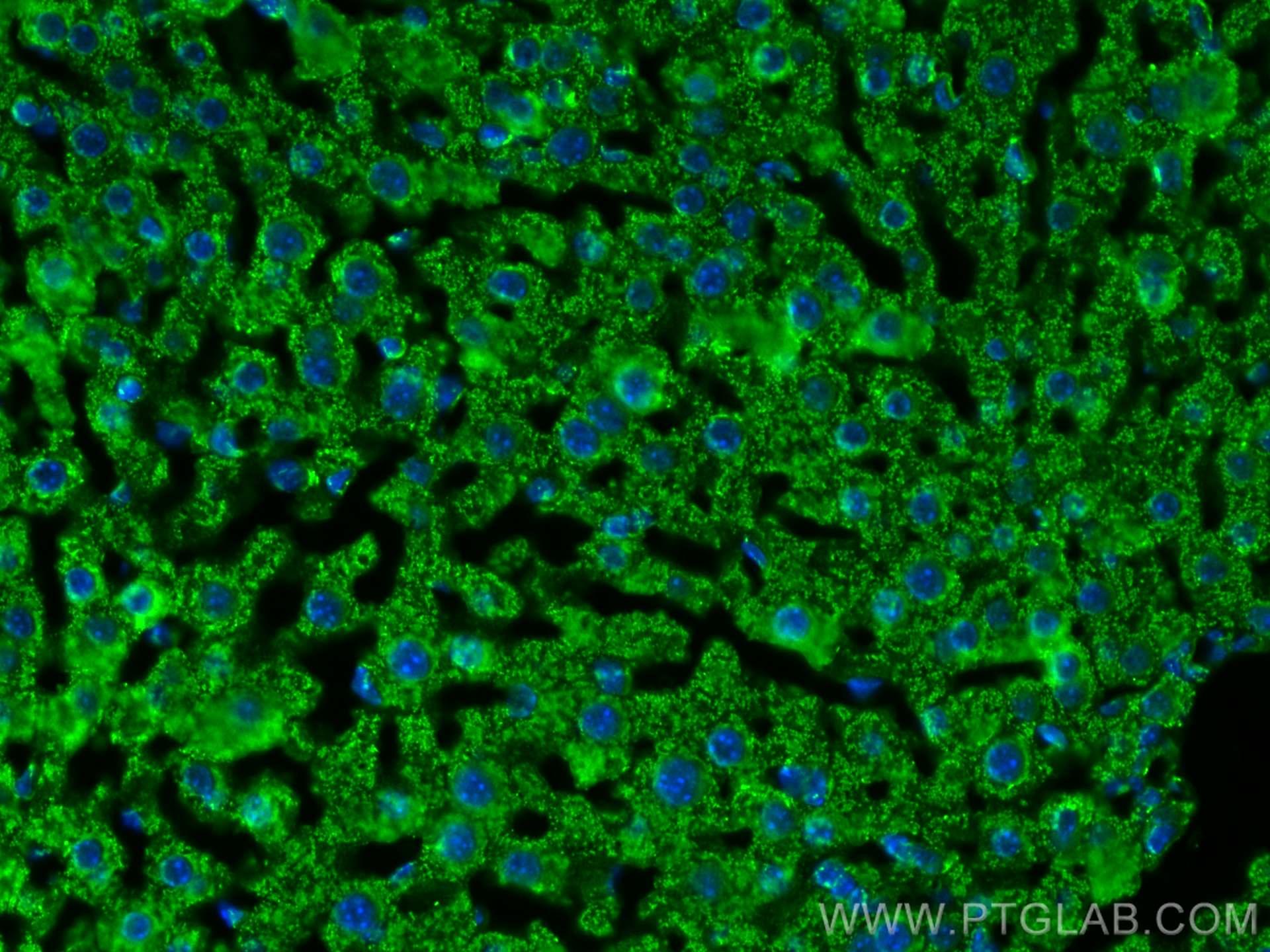 IF Staining of mouse liver using 67026-1-Ig (same clone as 67026-1-PBS)