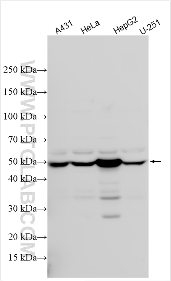 WB analysis using 14462-1-AP