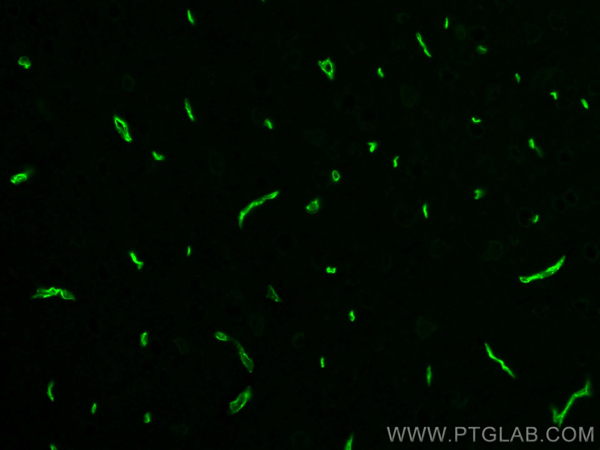 IF Staining of mouse brain using CL488-21829