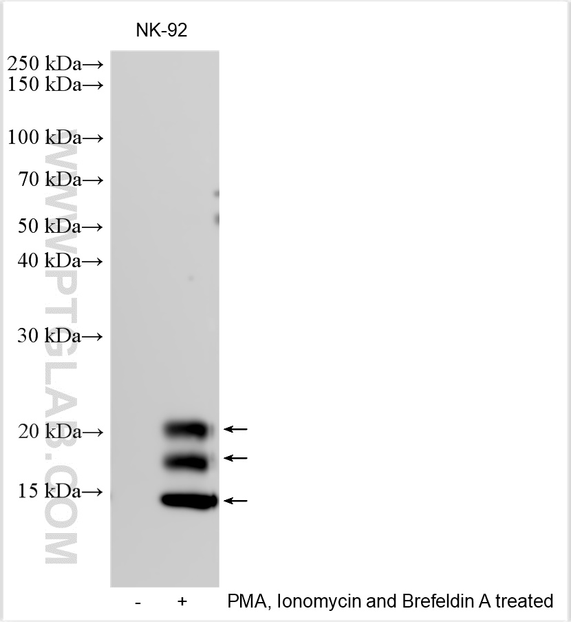 WB analysis using 30349-1-AP