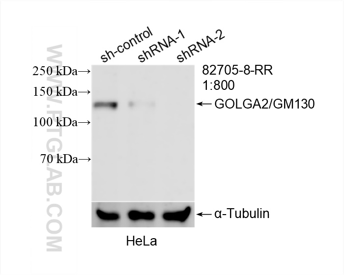 WB analysis of HeLa using 82705-8-RR