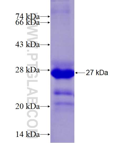 GMEB1 fusion protein Ag27714 SDS-PAGE