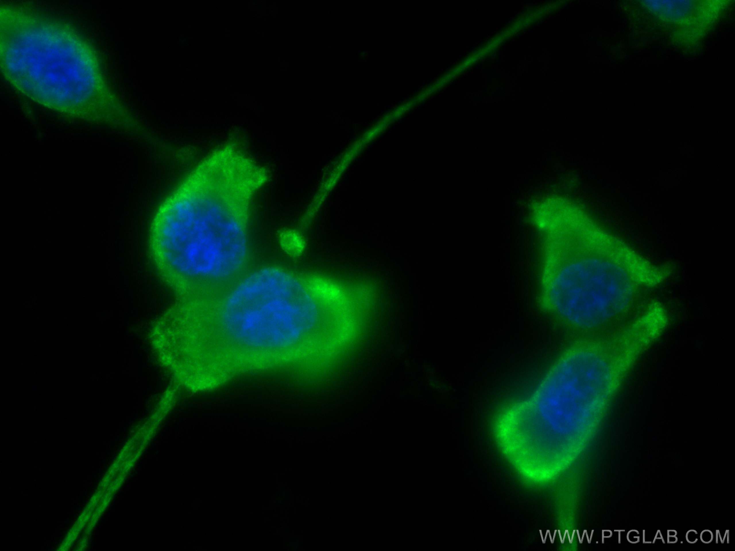 IF Staining of U-87 MG using 60062-1-Ig (same clone as 60062-1-PBS)