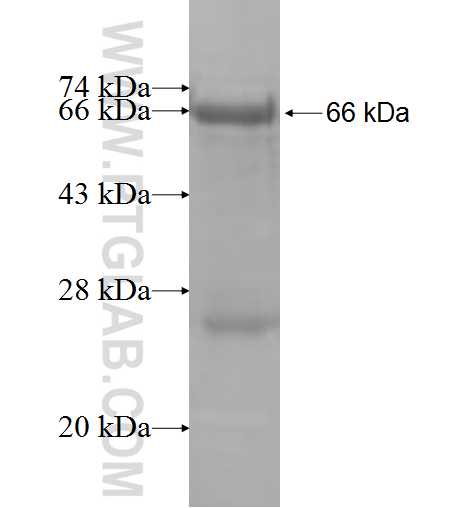 GMPR2 fusion protein Ag8394 SDS-PAGE