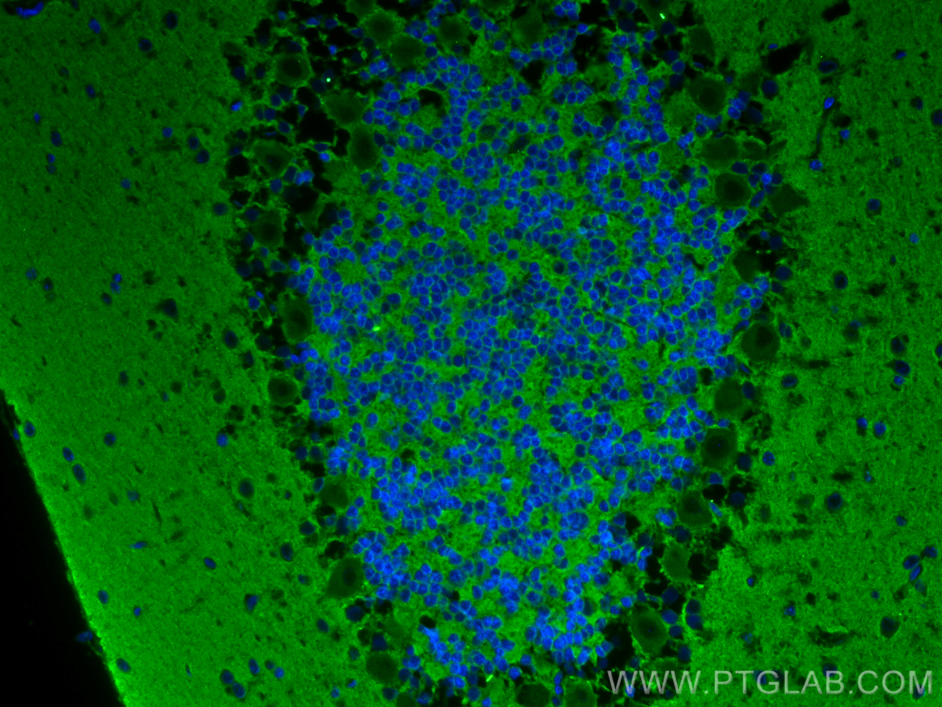 IF Staining of rat cerebellum using 68027-1-Ig (same clone as 68027-1-PBS)