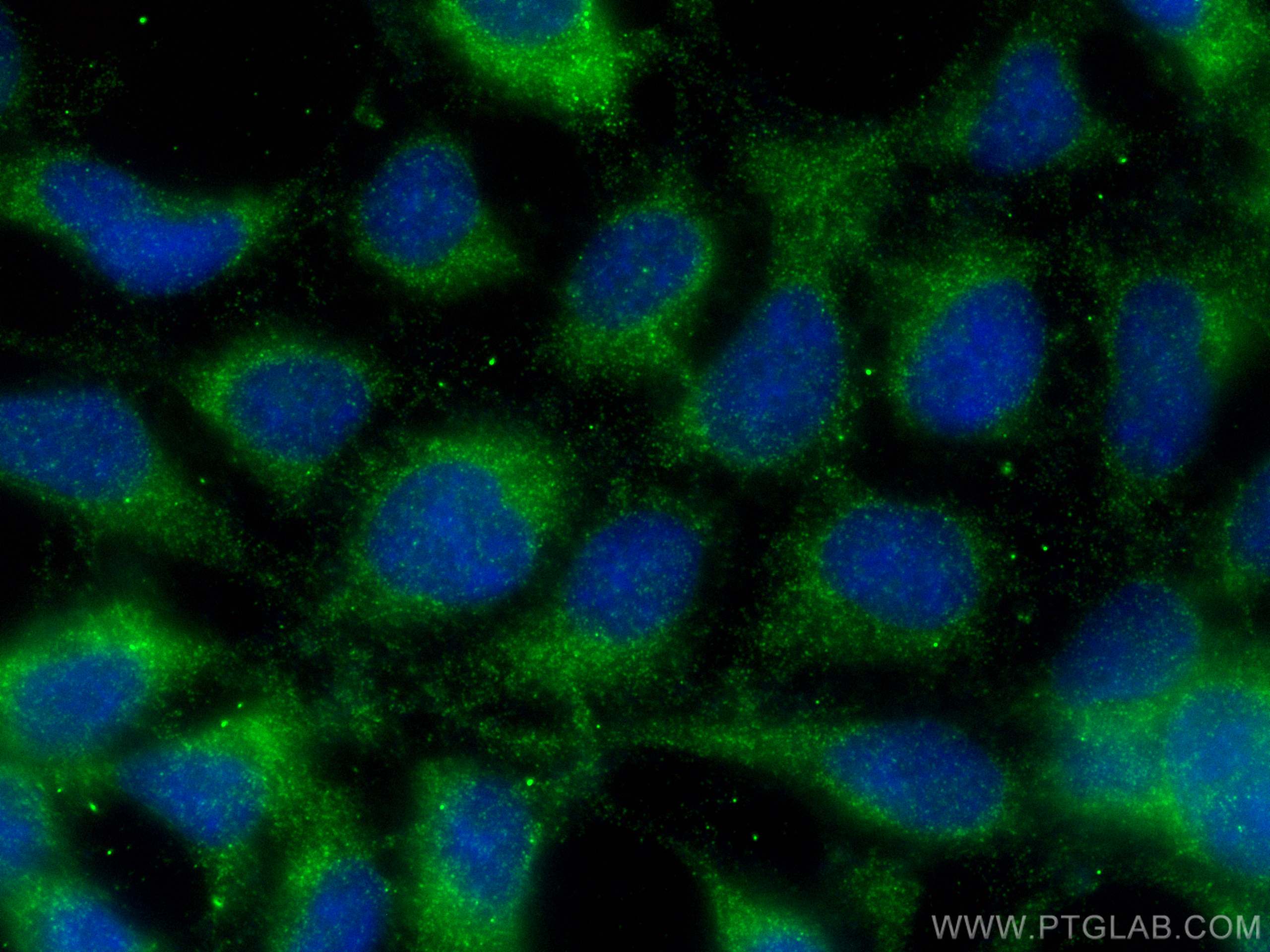 IF Staining of HEK-293 using 13927-1-AP