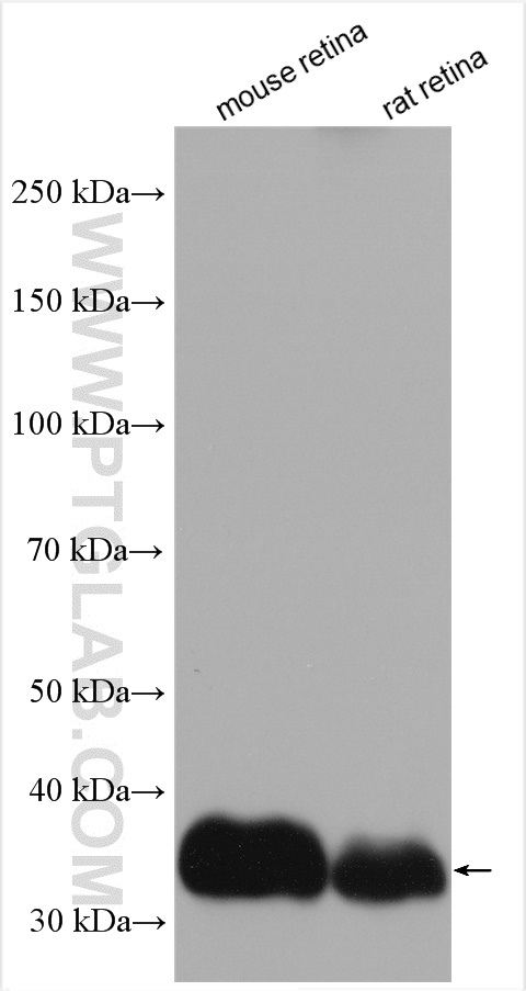 WB analysis using 55167-1-AP