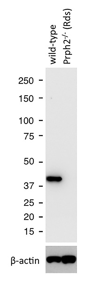 WB analysis of mouse eye tissue using 55167-1-AP