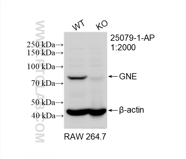 WB analysis of RAW 264.7 using 25079-1-AP