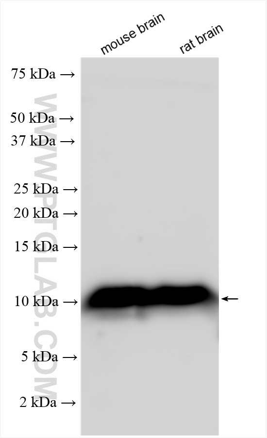 WB analysis using 26892-1-AP