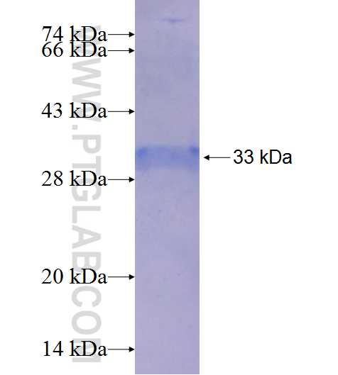 GNG3 fusion protein Ag25341 SDS-PAGE