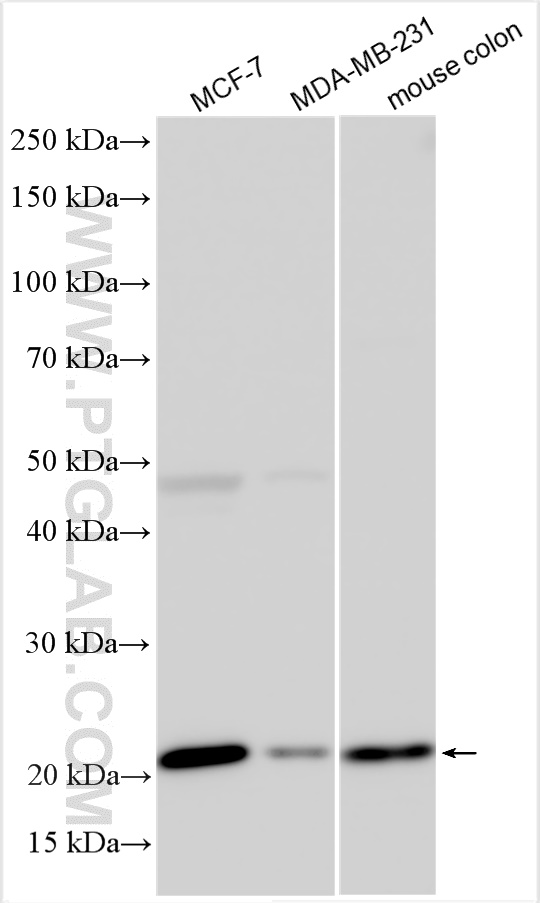 WB analysis using 16282-1-AP