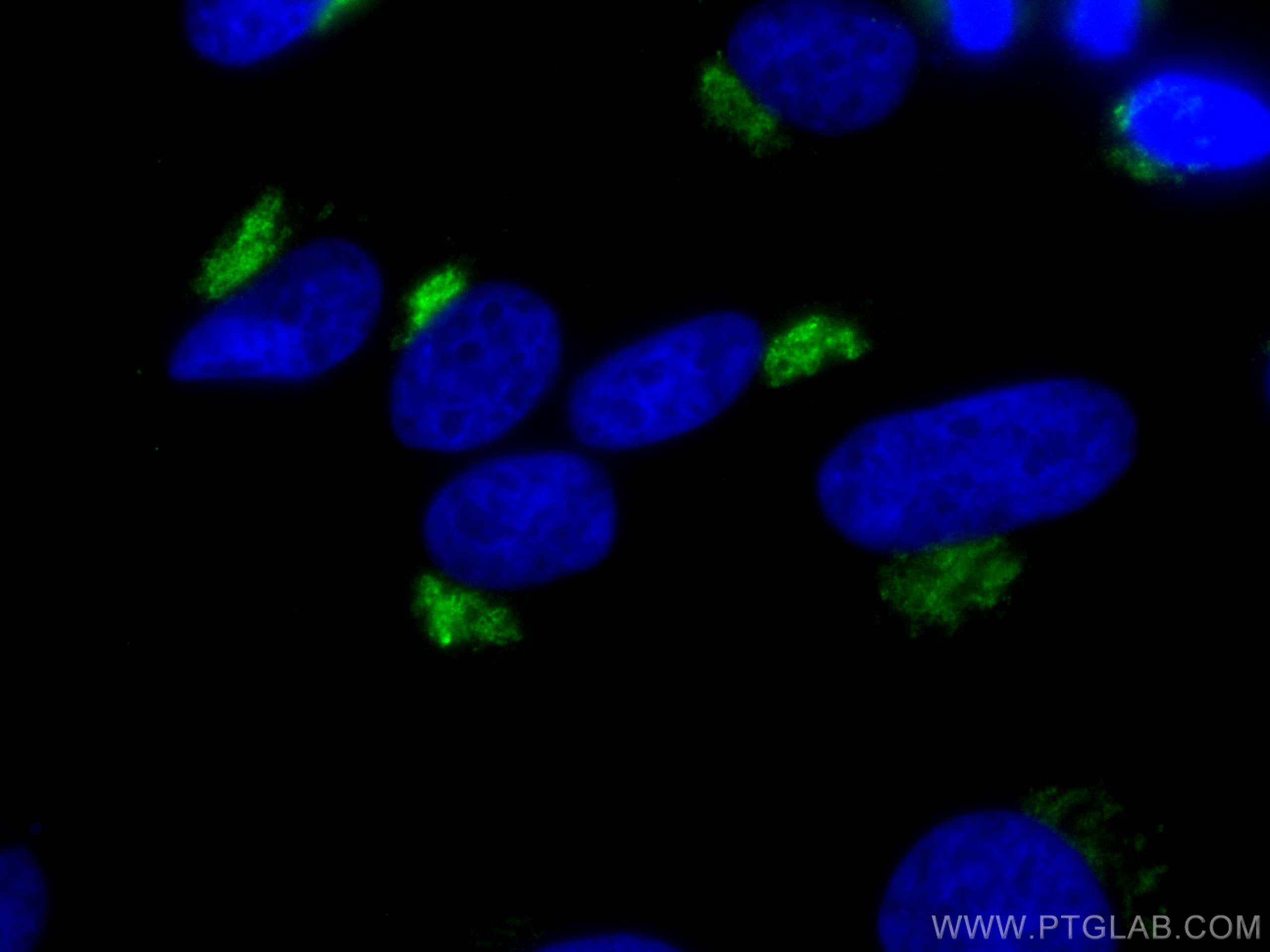 IF Staining of HeLa using CL488-66331