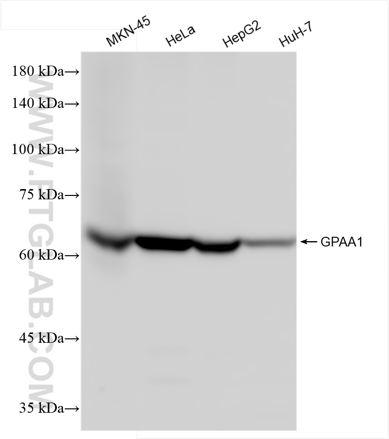 WB analysis using 84632-1-RR (same clone as 84632-1-PBS)