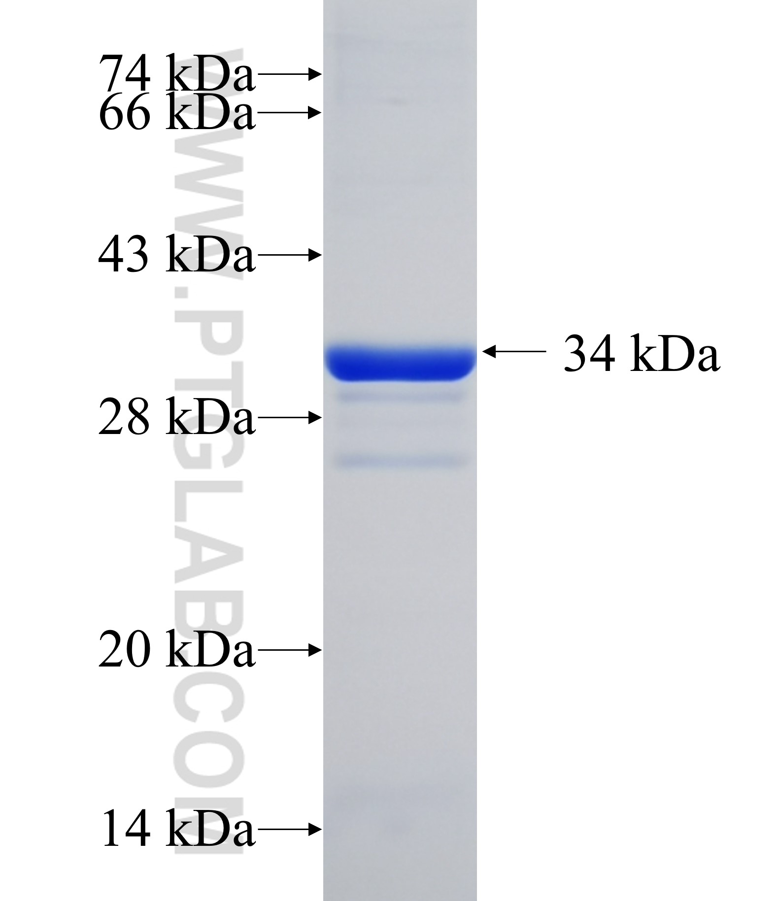 GPAT3 fusion protein Ag33717 SDS-PAGE