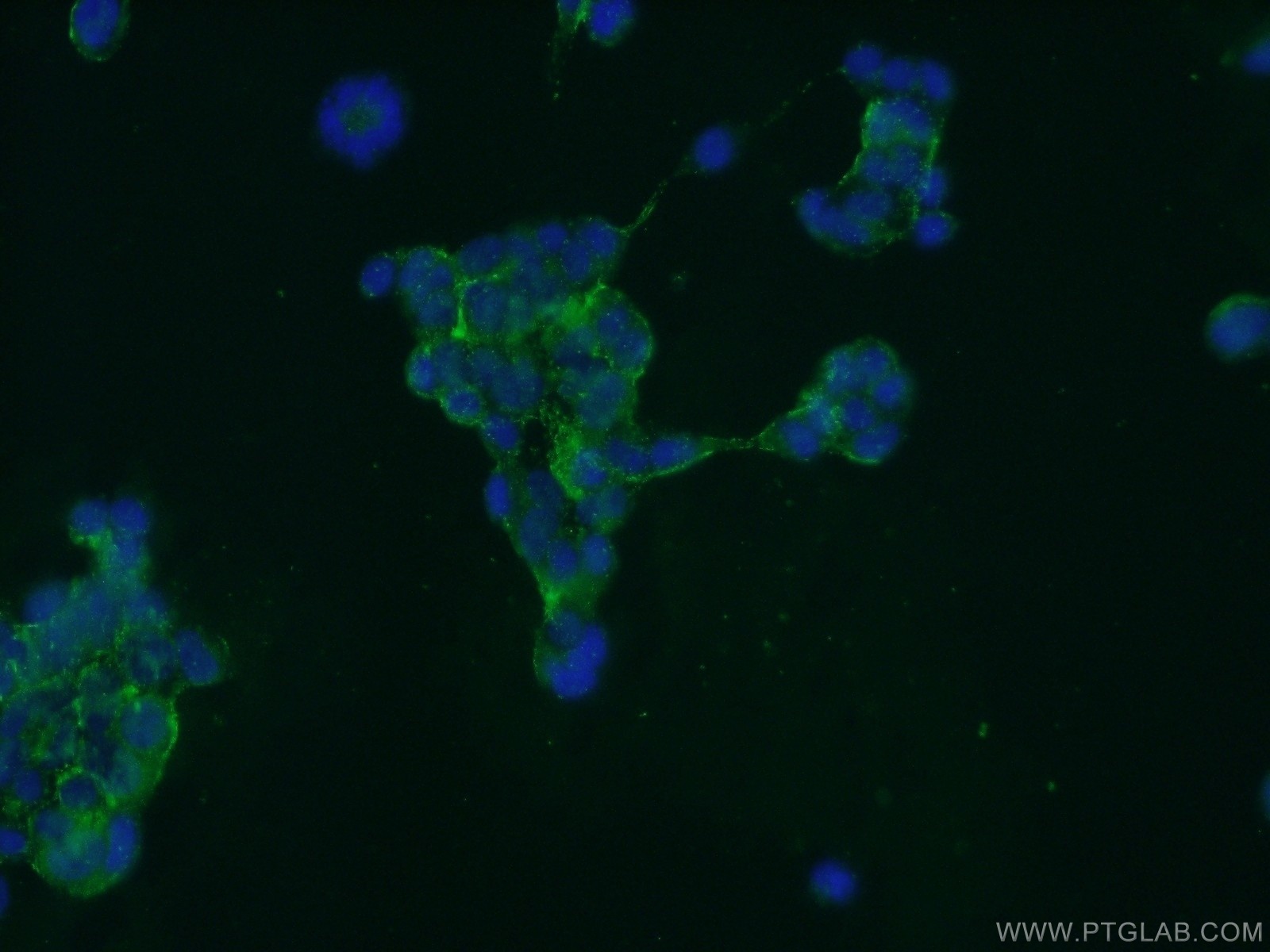 IF Staining of HEK-293 using 24399-1-AP