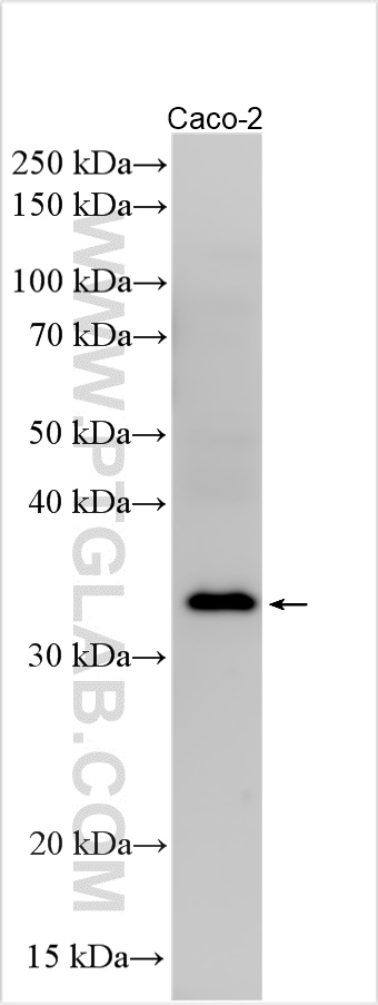 WB analysis using 26739-1-AP