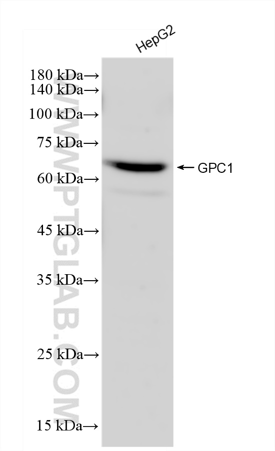 WB analysis of HepG2 using 83318-4-RR