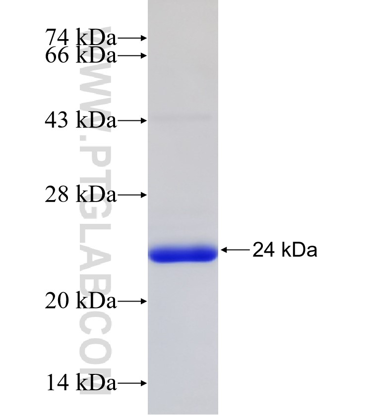 GPC3 fusion protein Ag32573 SDS-PAGE