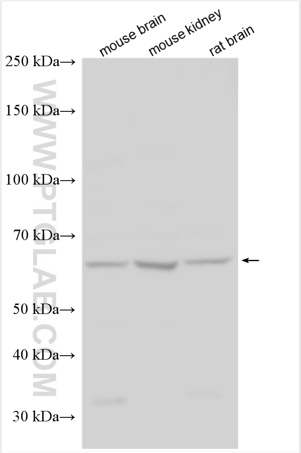 WB analysis using 13048-1-AP