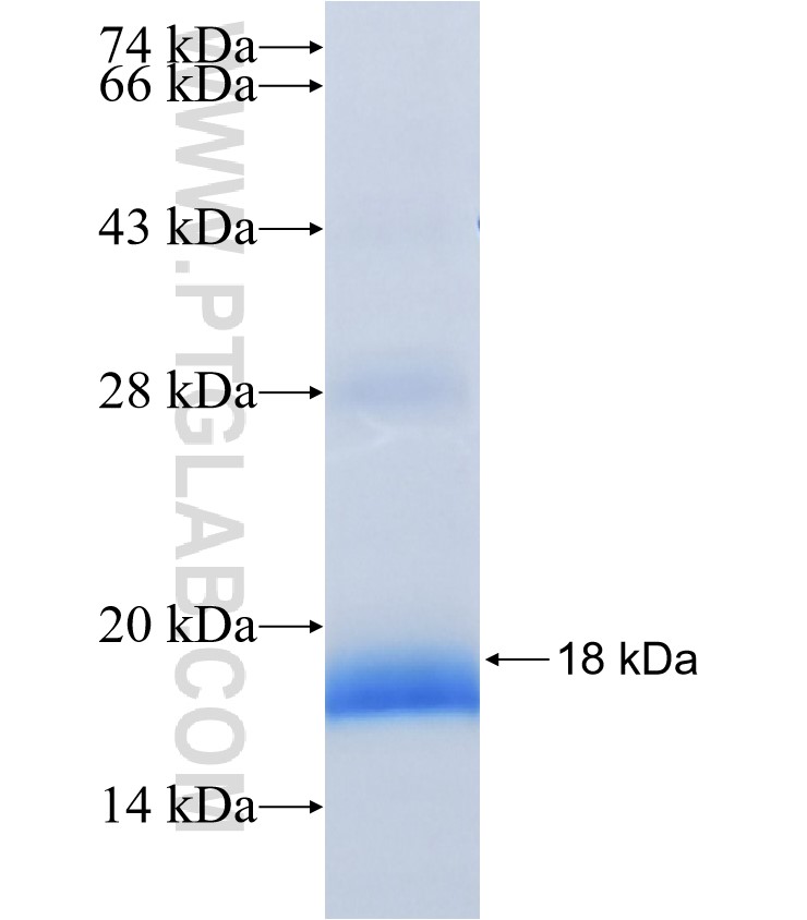 GPC4 fusion protein Ag31082 SDS-PAGE