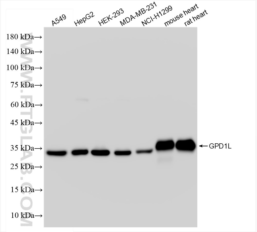 WB analysis using 83792-2-RR (same clone as 83792-2-PBS)