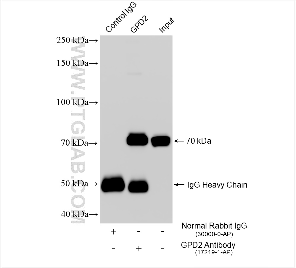 IP experiment of mouse skeletal muscle using 17219-1-AP