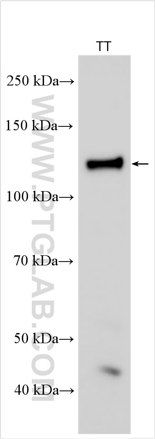 WB analysis using 27037-1-AP