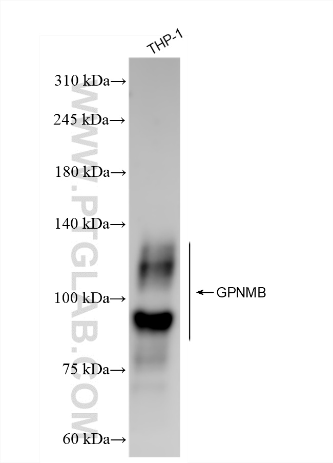 WB analysis of THP-1 using 84160-3-RR