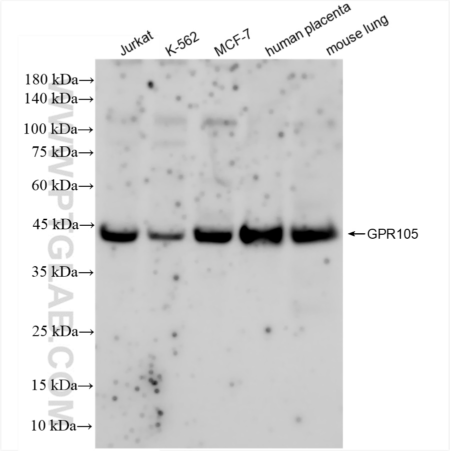 WB analysis using 83511-1-RR (same clone as 83511-1-PBS)