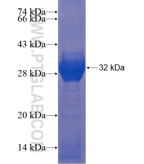 GPR115 fusion protein Ag22316 SDS-PAGE