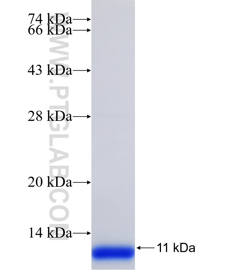 GPR132 fusion protein Ag31359 SDS-PAGE