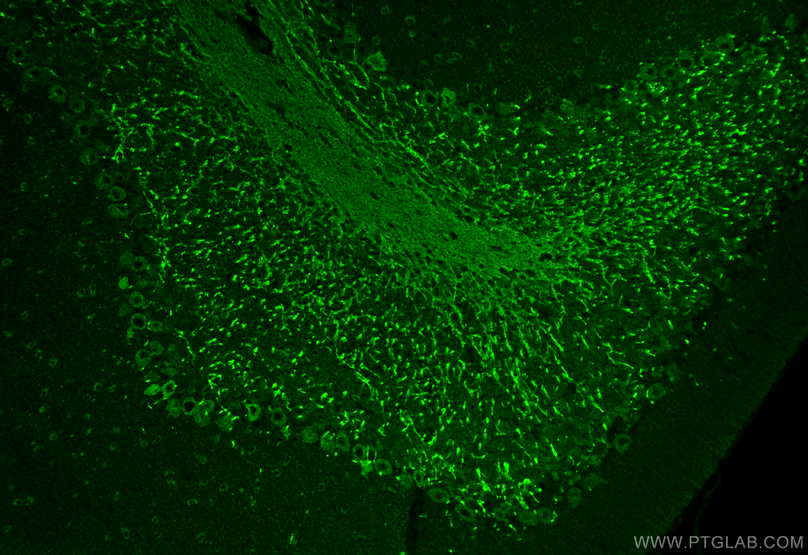 IF Staining of mouse cerebellum using 13416-1-AP